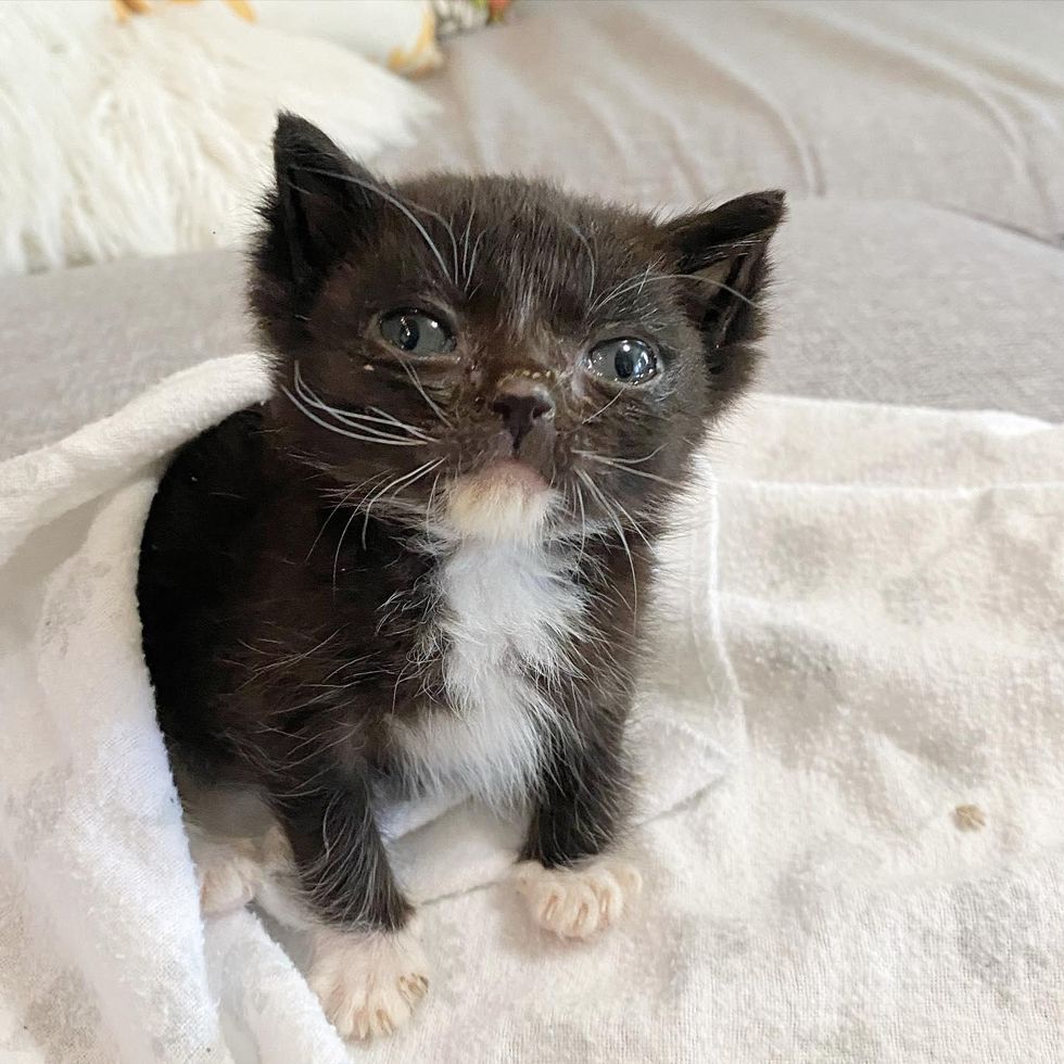 small tuxedo kitten