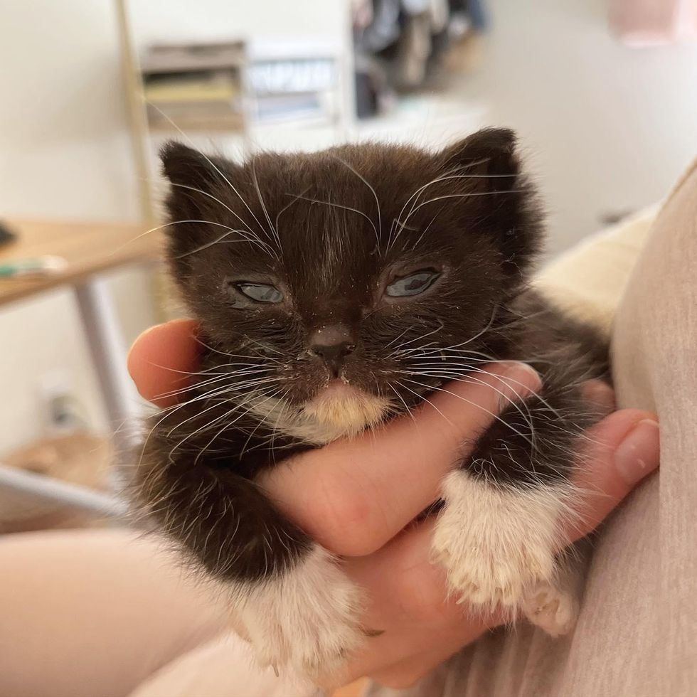 tuxedo kitten hand held