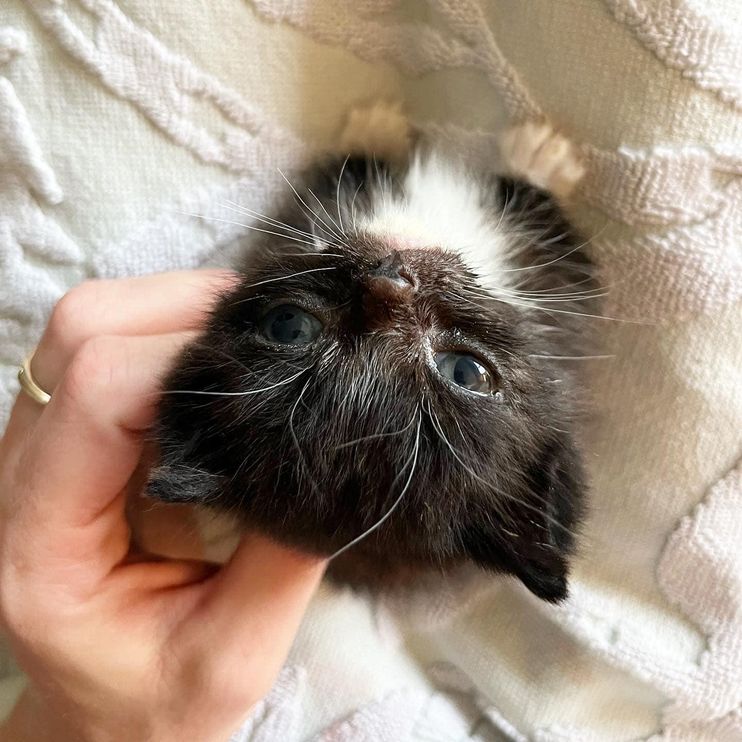 Kitten was So Small When He was Found, Now He Fetches 'Gifts' for His  Humans Each Day - Love Meow