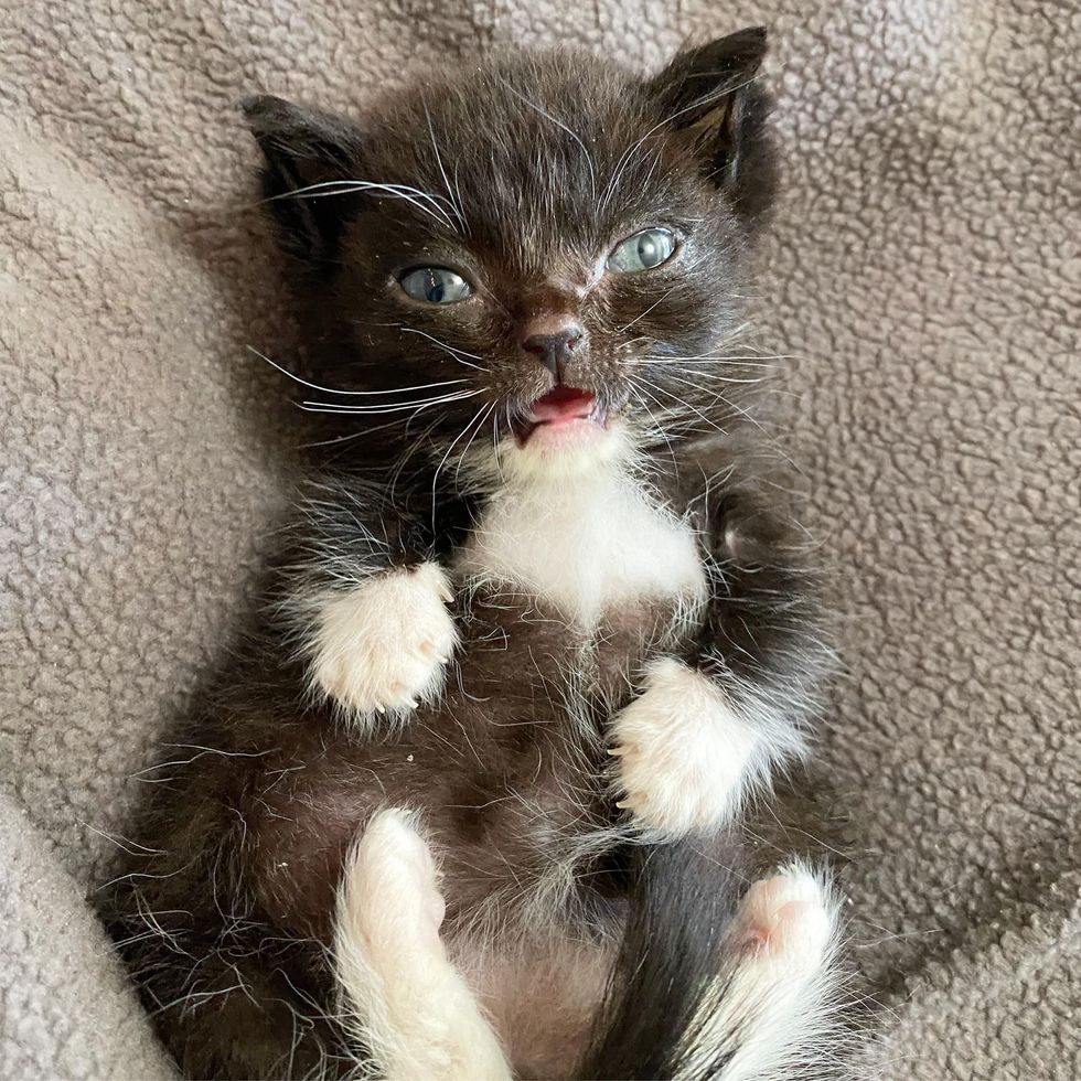 sweet tuxedo kitten