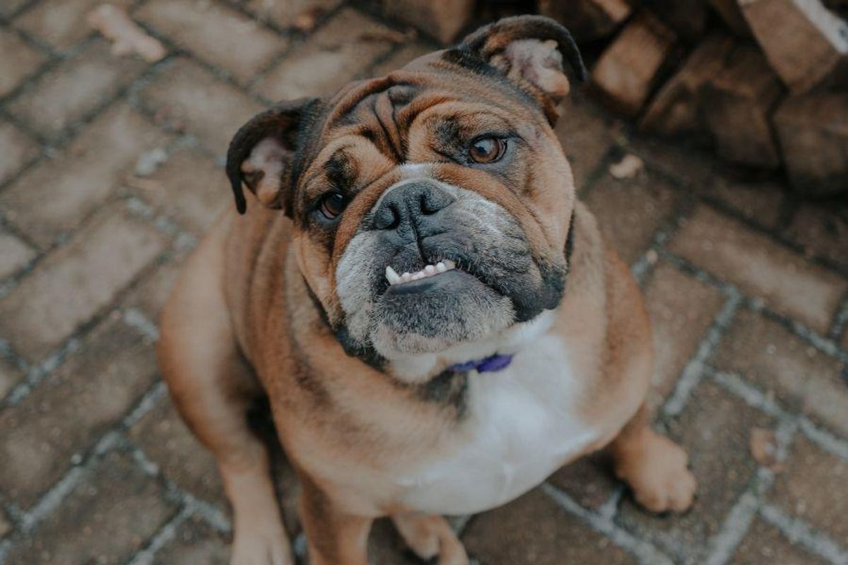 rescue dogs, underbite, american rescue dog show