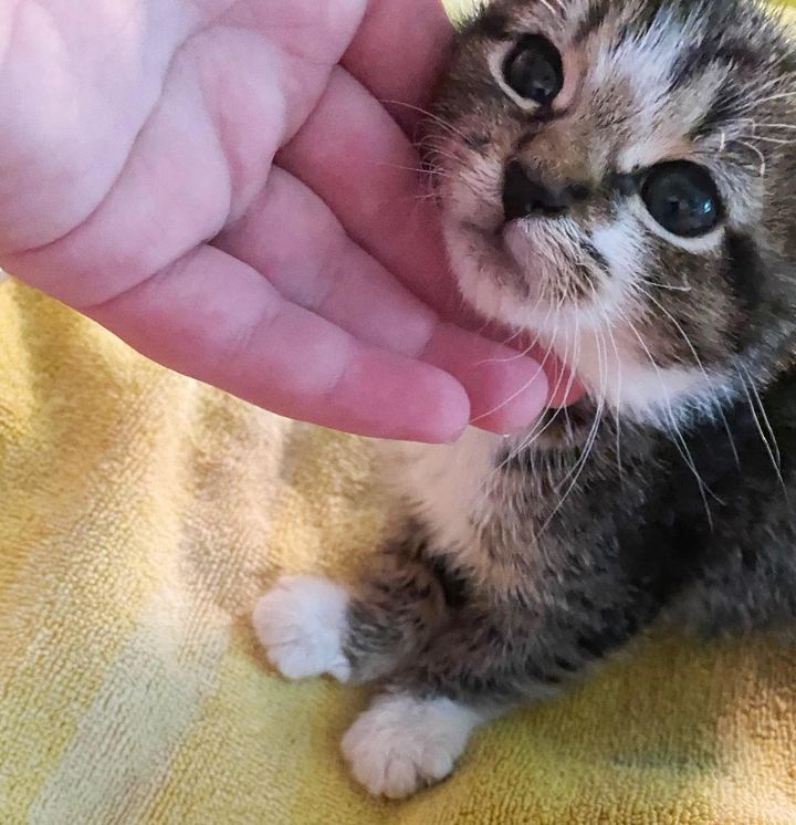 sweet tabby kitten