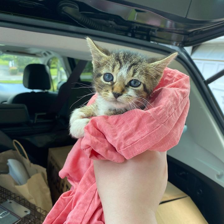 purrito kitten remy