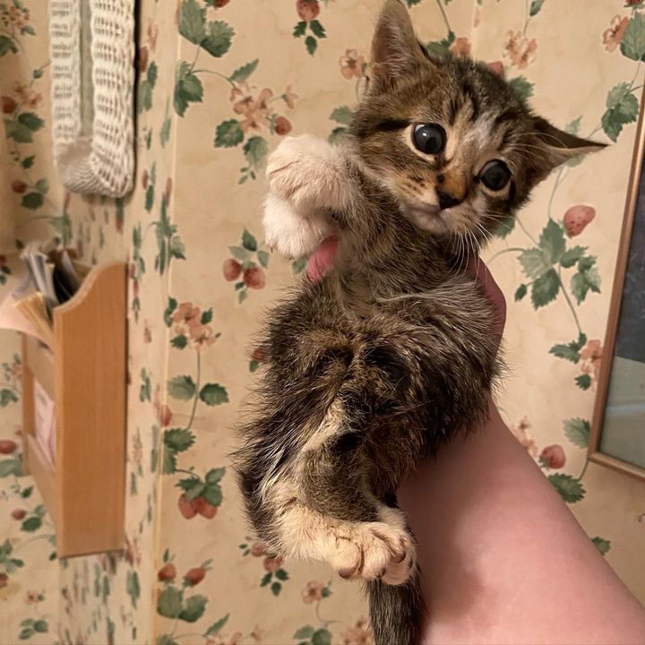 kitten twisted legs