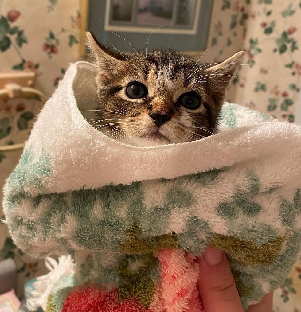 purrito kitten