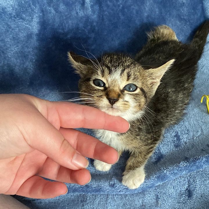 tabby kitten petting