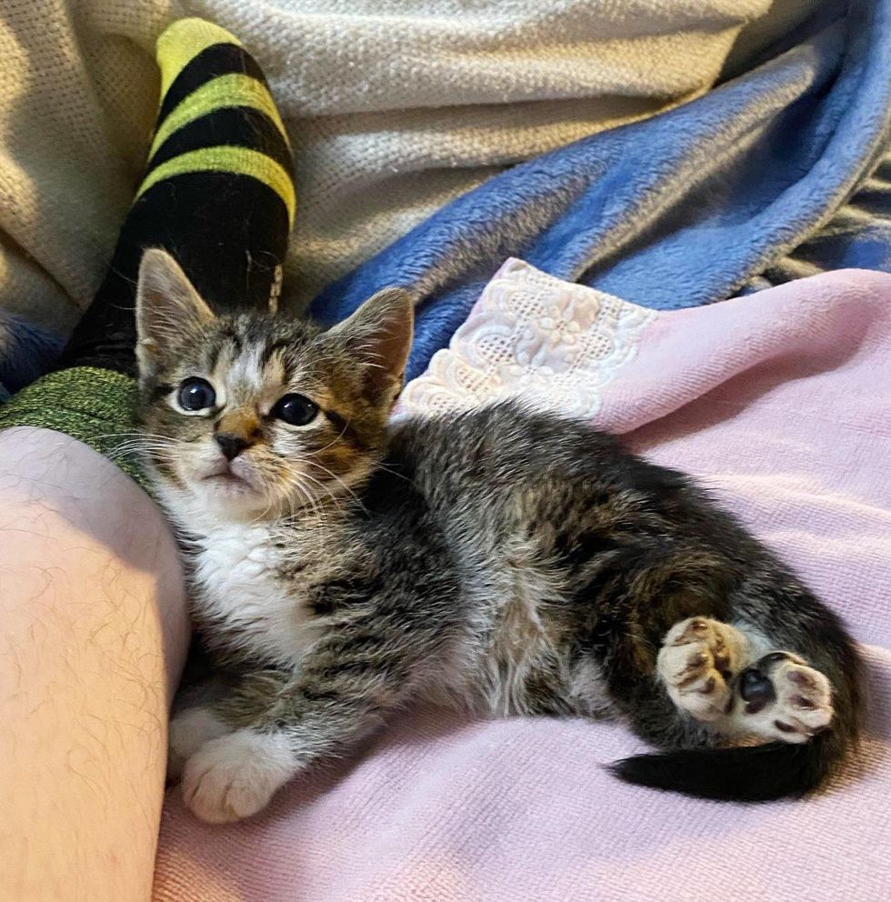 cuddly kitten twisted feet