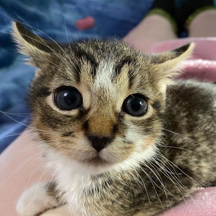 tabby kitten big eyes