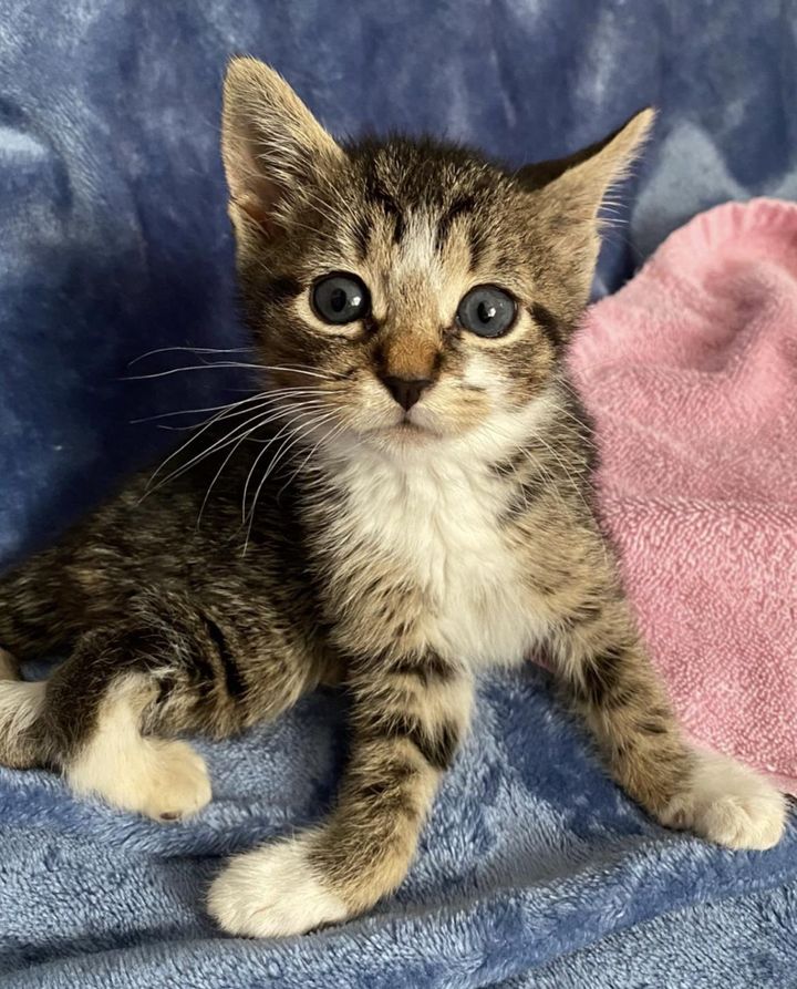 kittens splayed feet