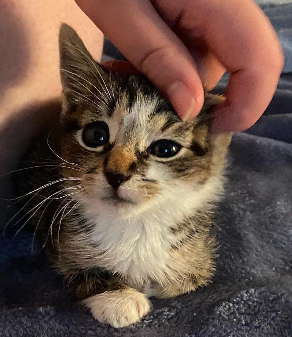 happy tabby kitten