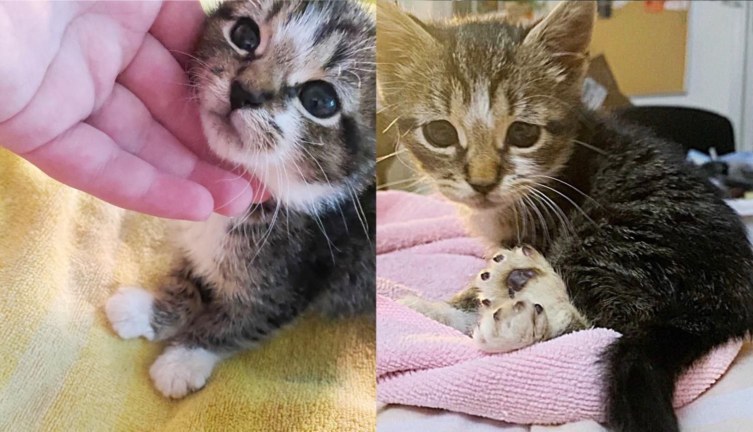 Kitten Melts into the Person Who Took Him in, and Starts Wriggling