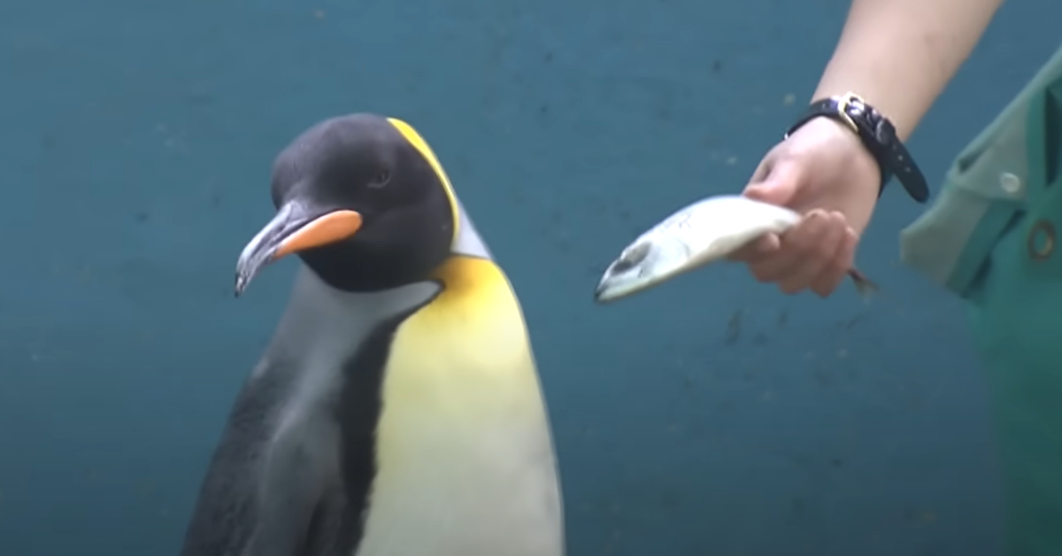 Video Of Penguins At Japanese Zoo Refusing To Eat Cheaper Fish Has The Internet In Stitches
