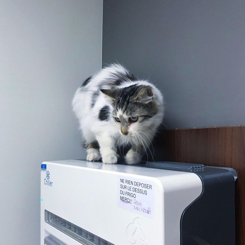 cat at vet