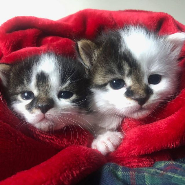 kitten purritos