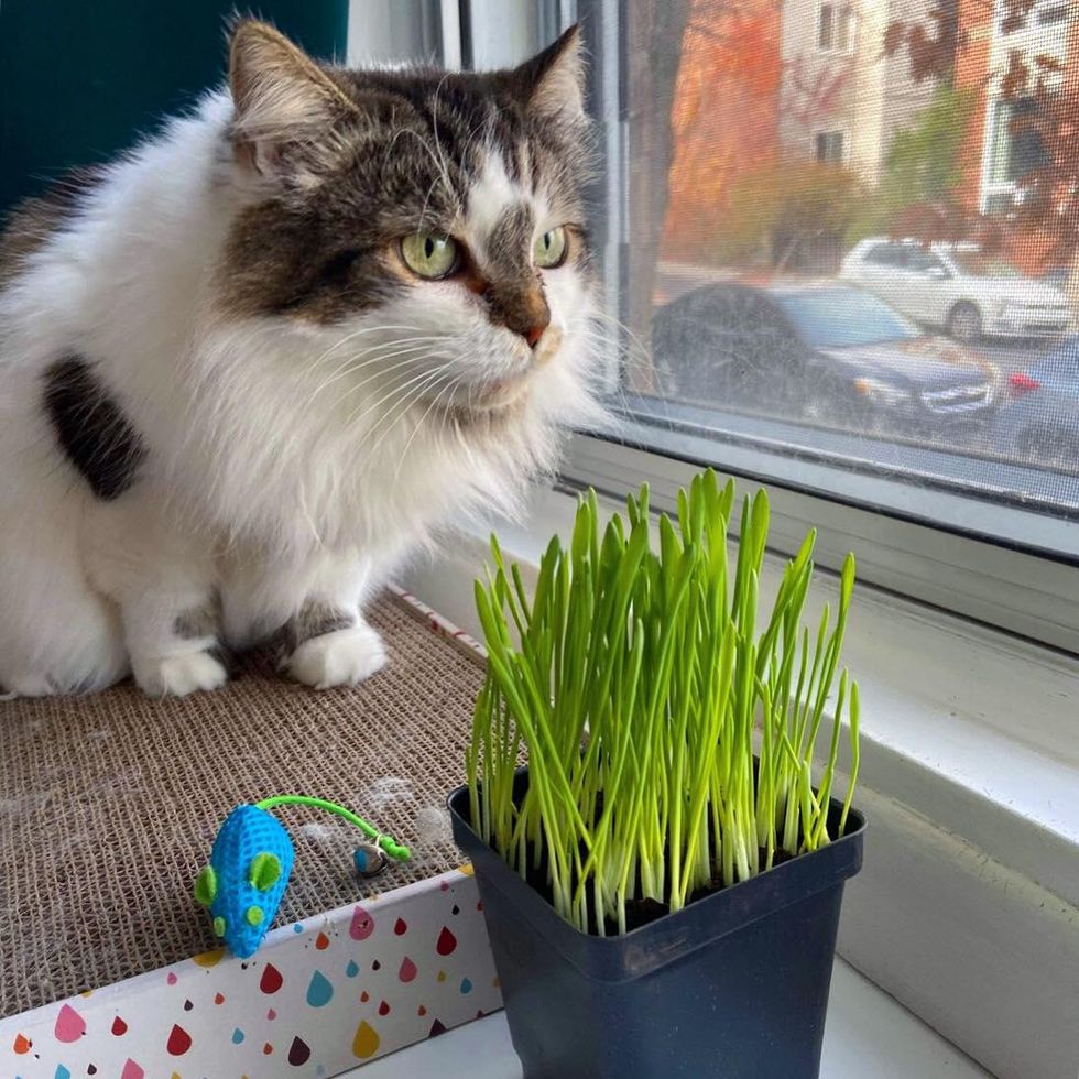 cat window watching