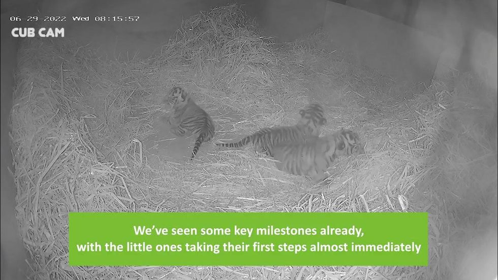 Little Rock Zoo Malayan tiger cub triplets turn one