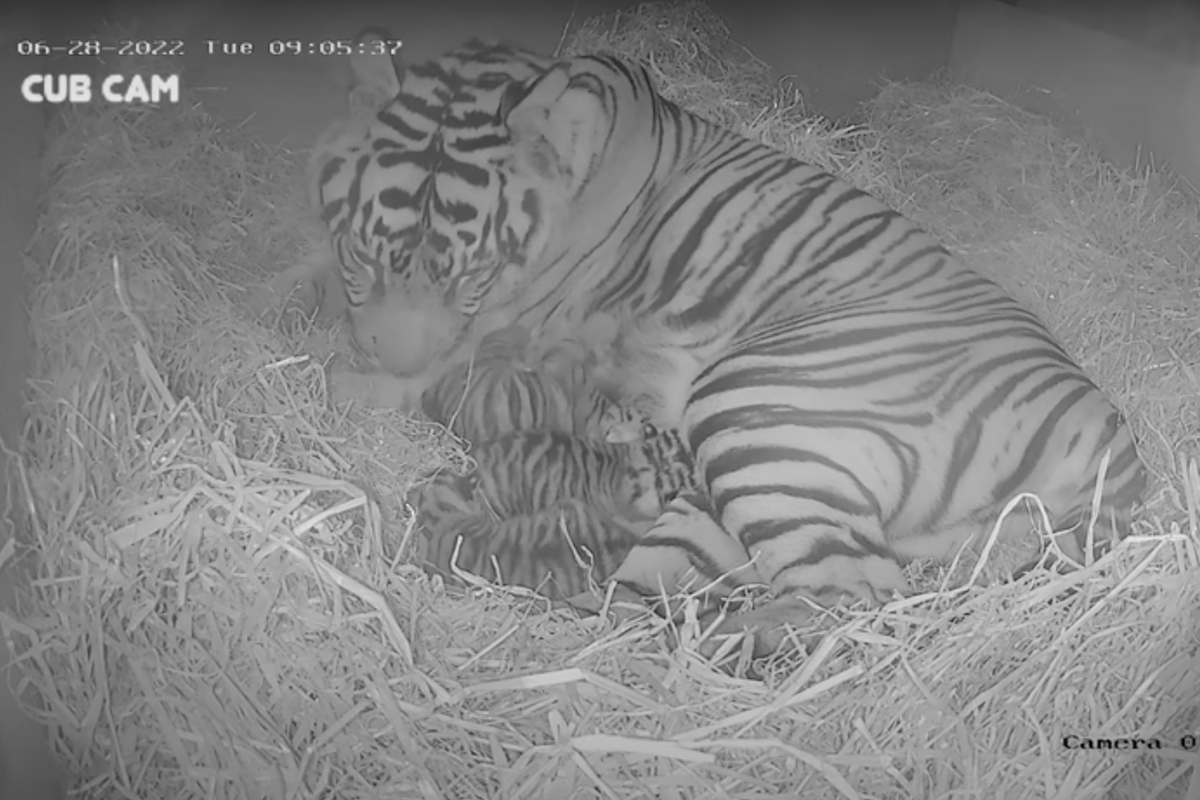 Video of rare Sumatran tiger triplets born at London Zoo - Upworthy