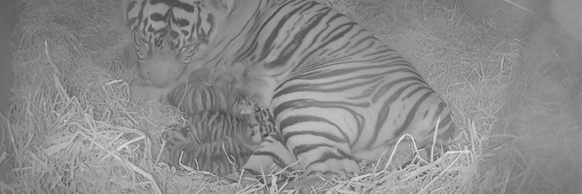 Video of rare Sumatran tiger triplets born at London Zoo - Upworthy