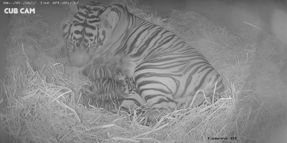 Endangered tiger cubs enjoy water fight during lockdown