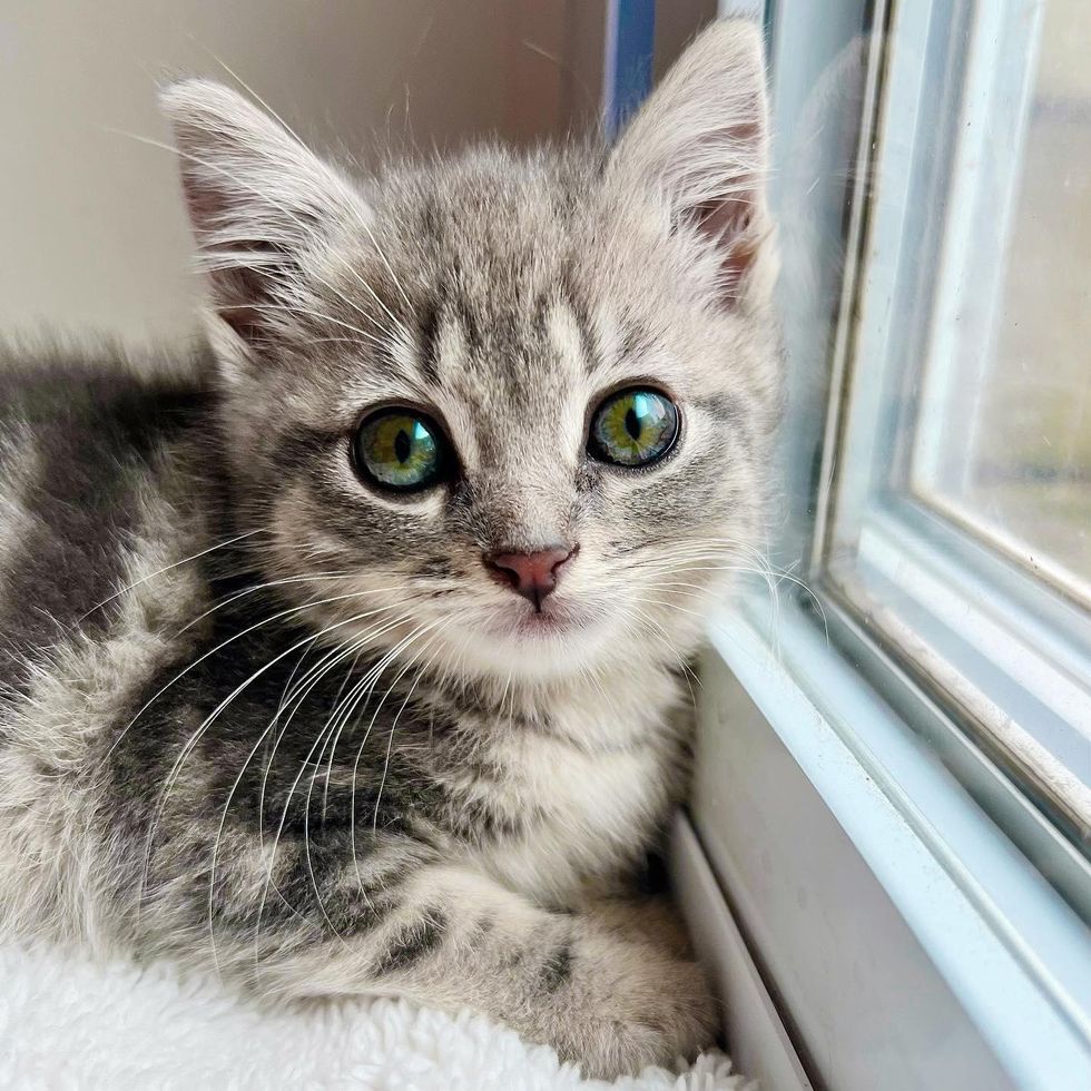 grey tabby kitten, beautiful kitten eyes