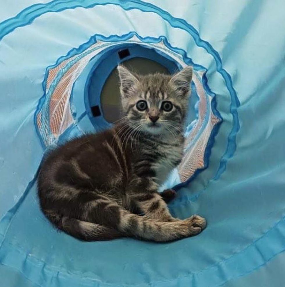 kitten in tunnel