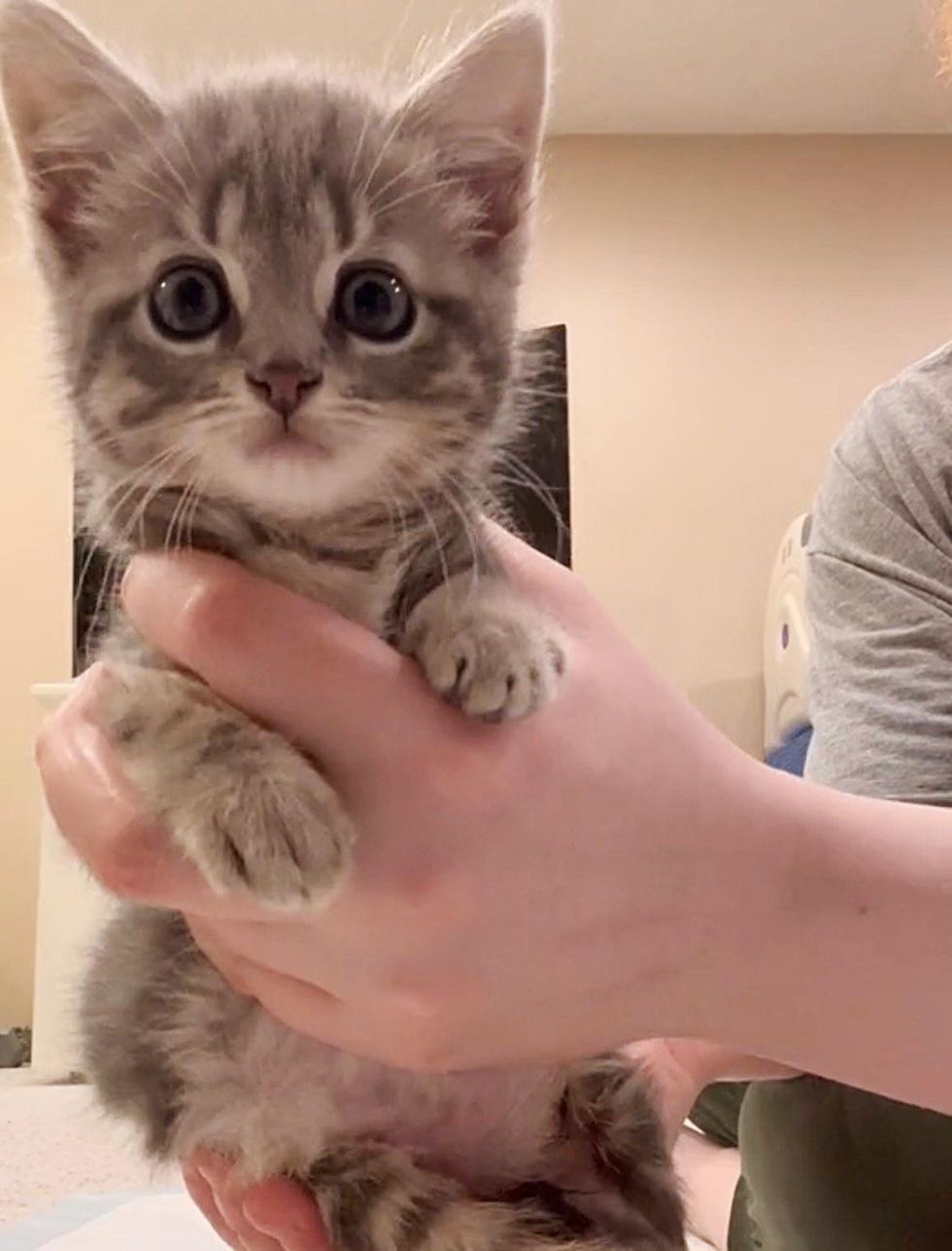 handful of kitten