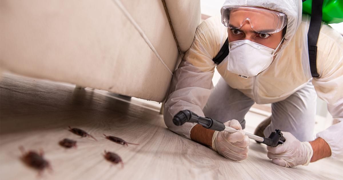 The Ultimate Guide to Pest Control Services and How They Are Disrupting DIY Projects
