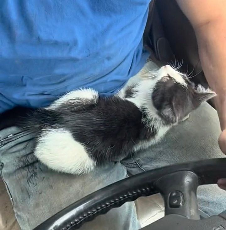 stray kitten lap car