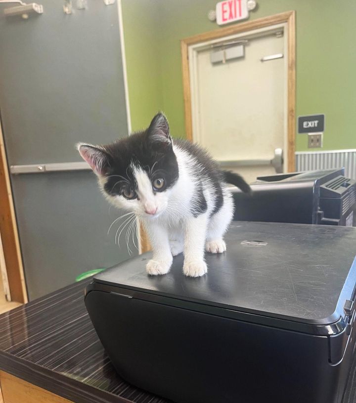 shop office kitten