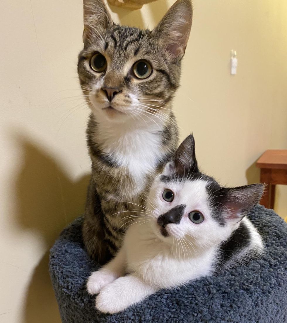 cat and kitten friends