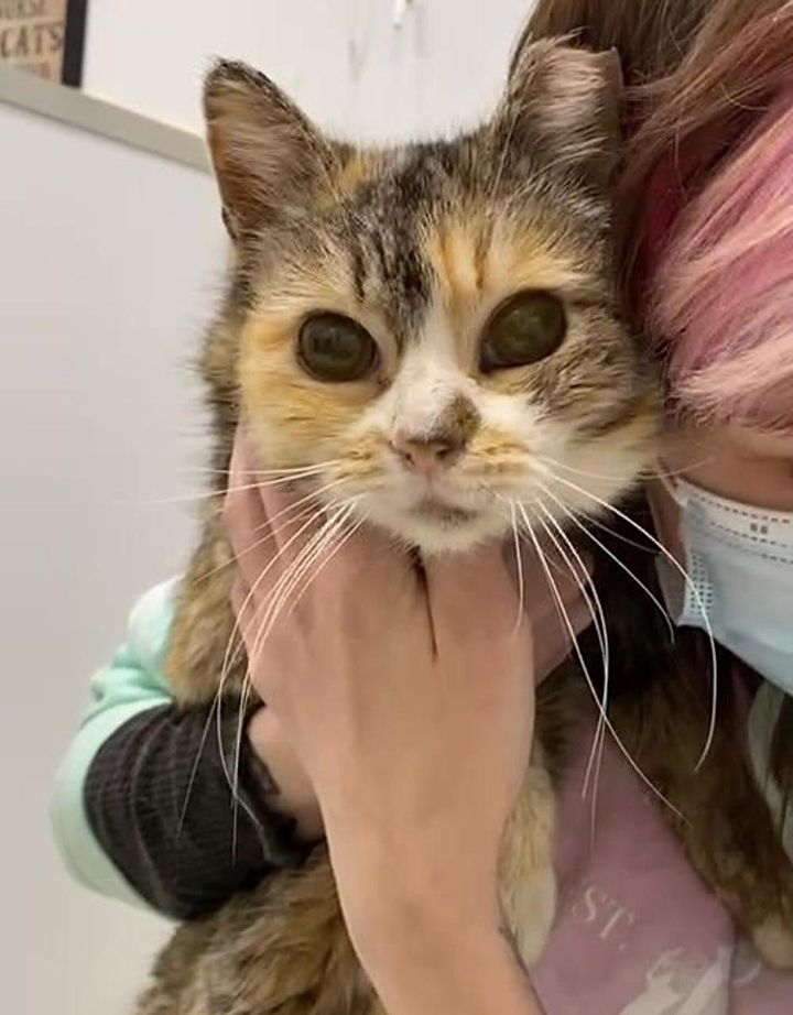 Cat lived on the street her whole life until she was scooped up by a kind-hearted man who discovered she was blind.