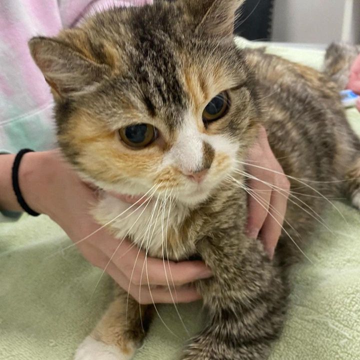 Cat lived on the street her whole life until she was scooped up by a kind-hearted man who discovered she was blind.