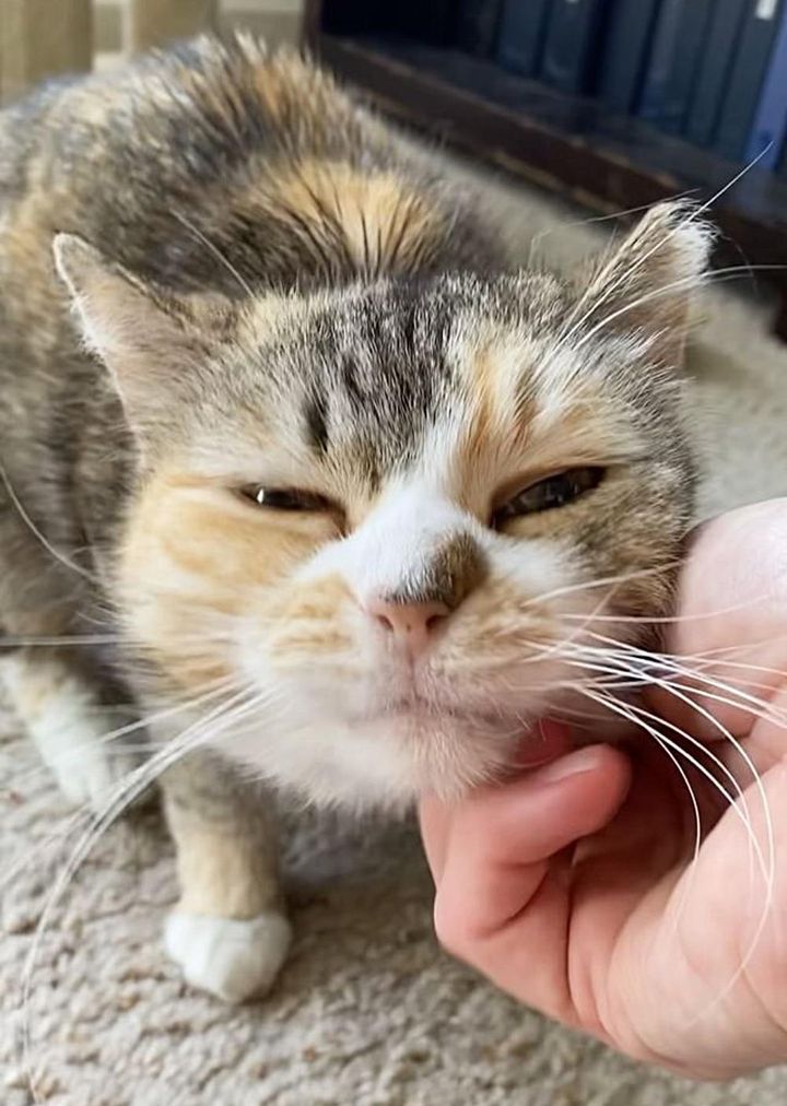 Cat lived on the street her whole life until she was scooped up by a kind-hearted man who discovered she was blind.