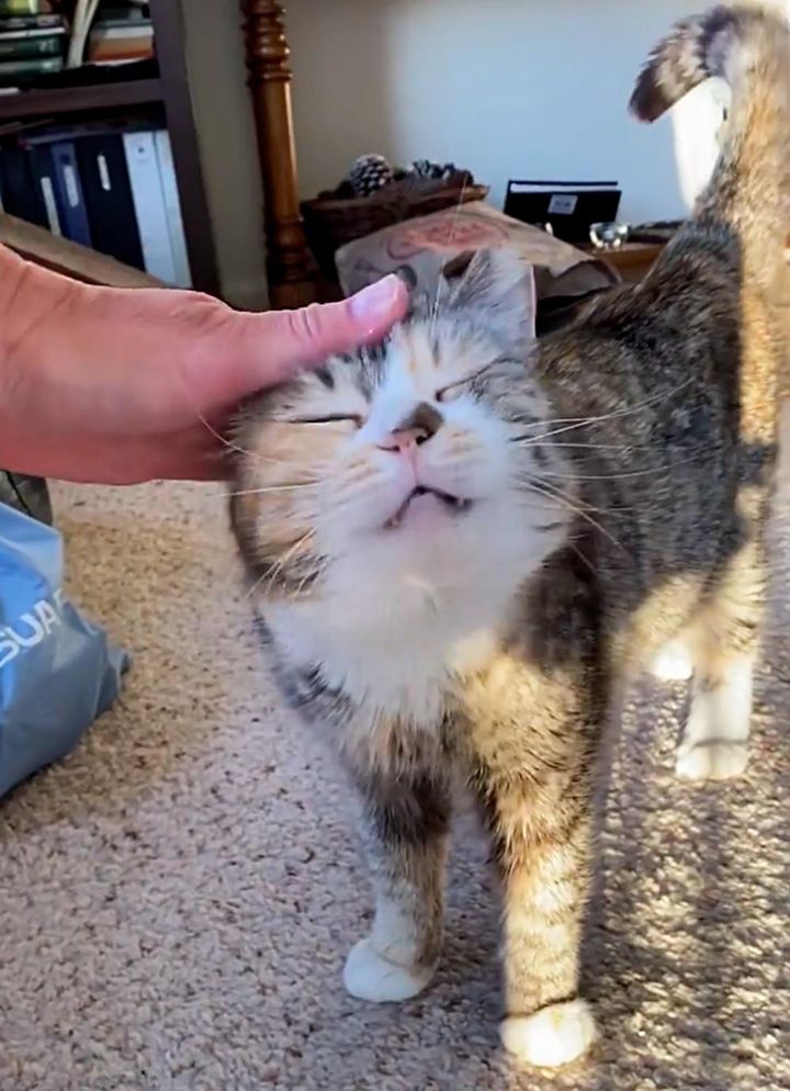 Cat lived on the street her whole life until she was scooped up by a kind-hearted man who discovered she was blind.