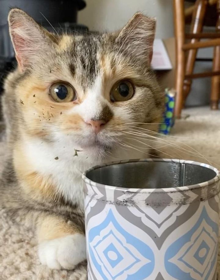 Cat lived on the street her whole life until she was scooped up by a kind-hearted man who discovered she was blind.