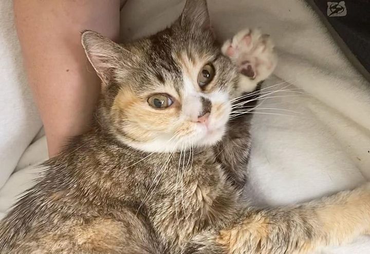 Cat lived on the street her whole life until she was scooped up by a kind-hearted man who discovered she was blind.