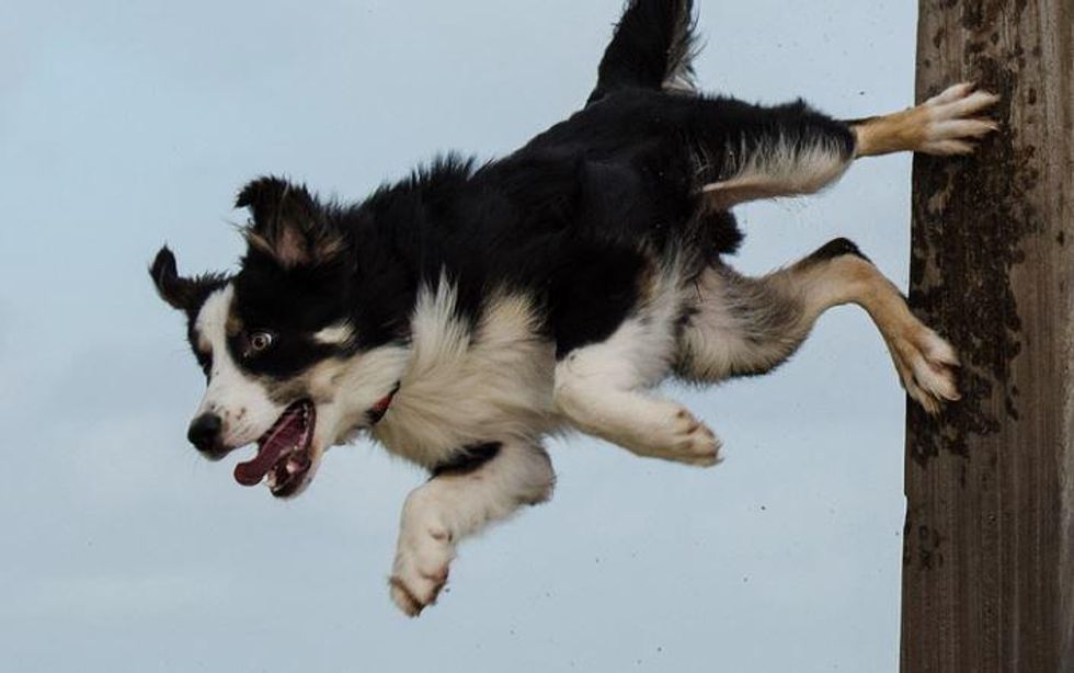 Fable has a day at the dog park/tap house : r/BorderCollie