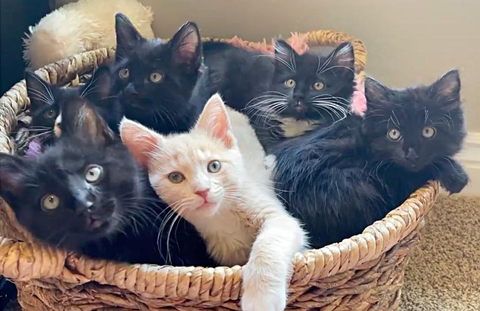 kittens cuddling basket