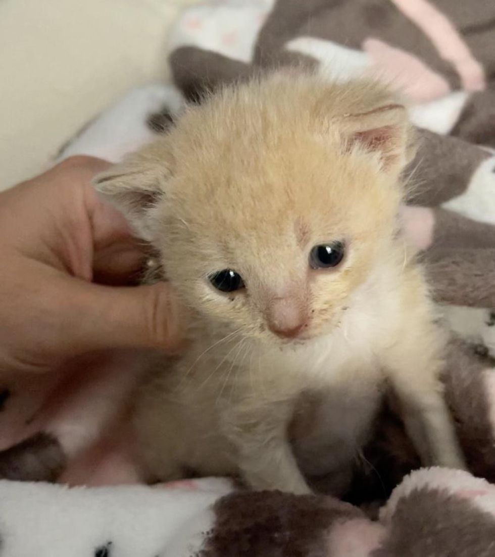 tiny cream kitten