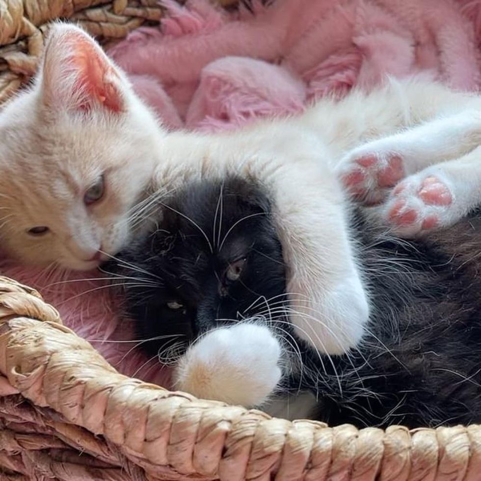 kitten hugs tuxedo cat
