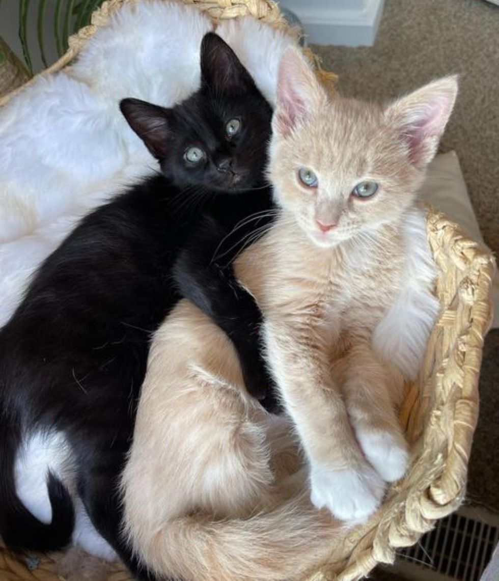cuddly kittens