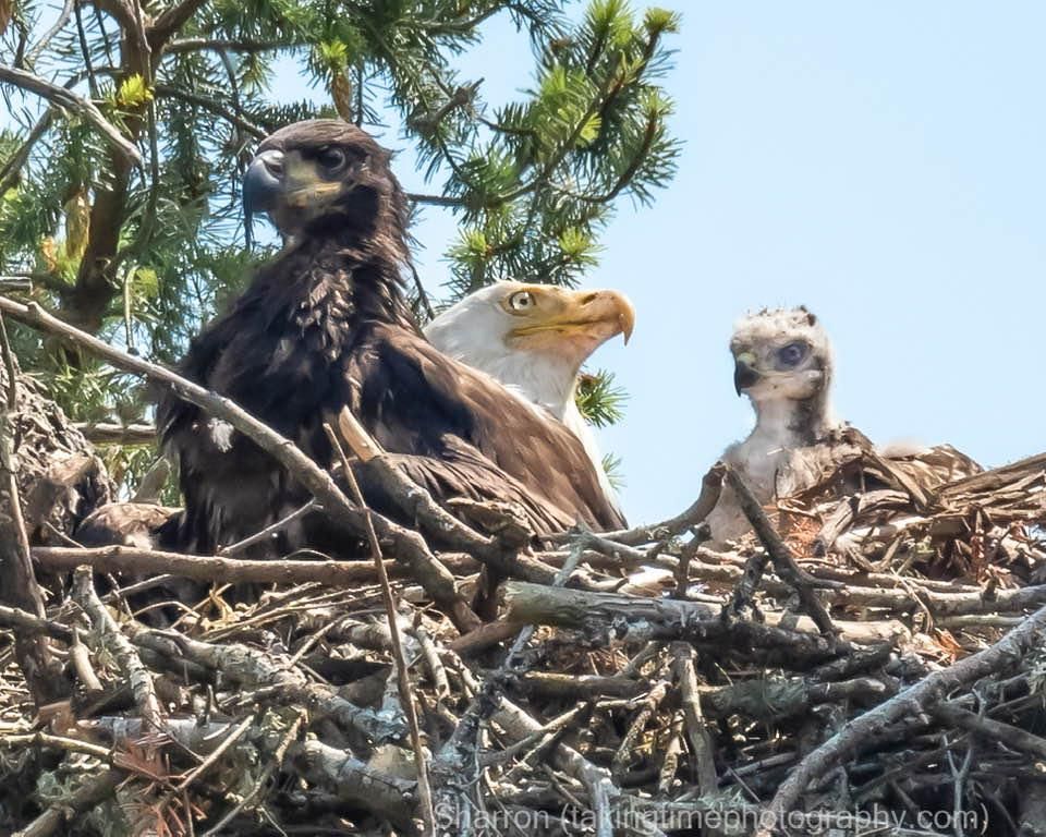 Instead Of Being Eaten, Baby Hawk Gets Adopted By Eagles - Upworthy