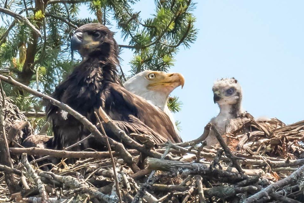 baby hawk, eagles, eagle adopts hawk