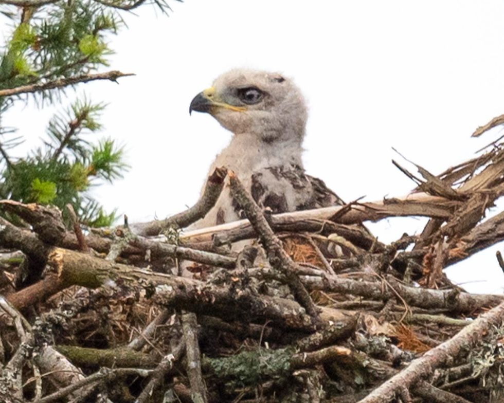 hawk eagle nest, video hawk eagle adoption