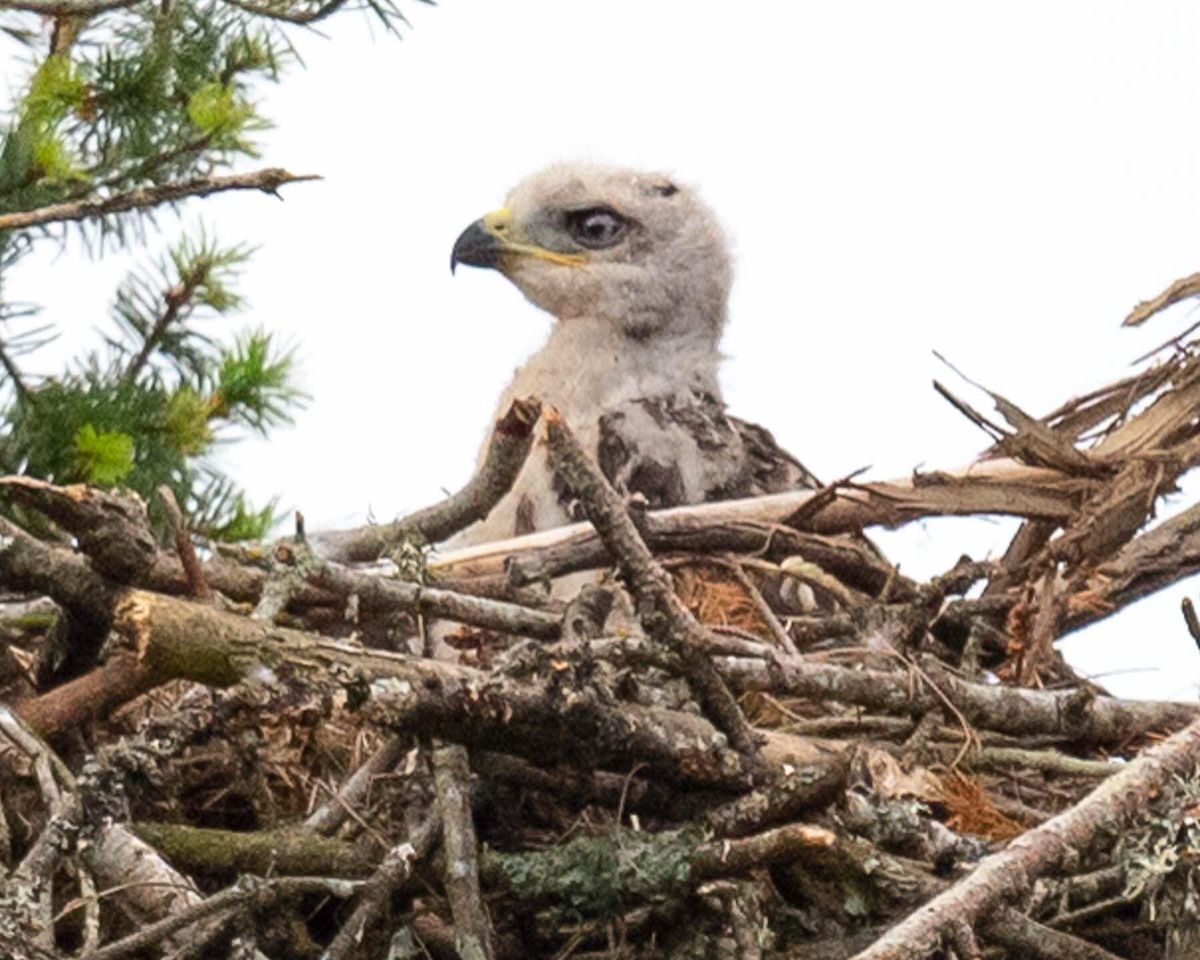 Behold! A hawk-eagle!