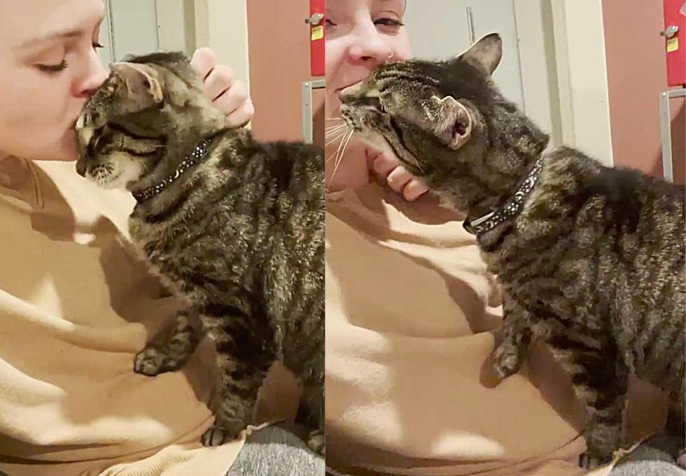 affectionate tabby cat