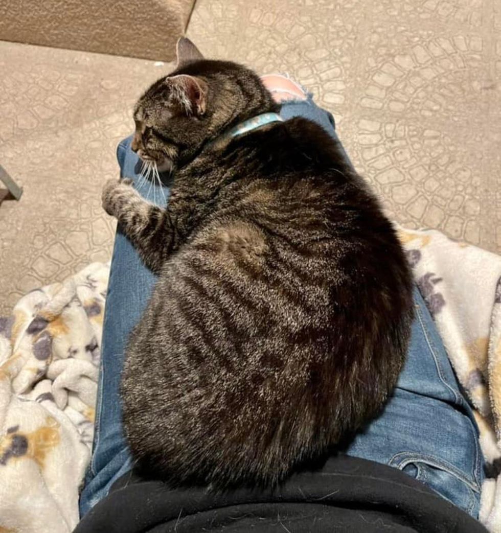 tabby lap cat