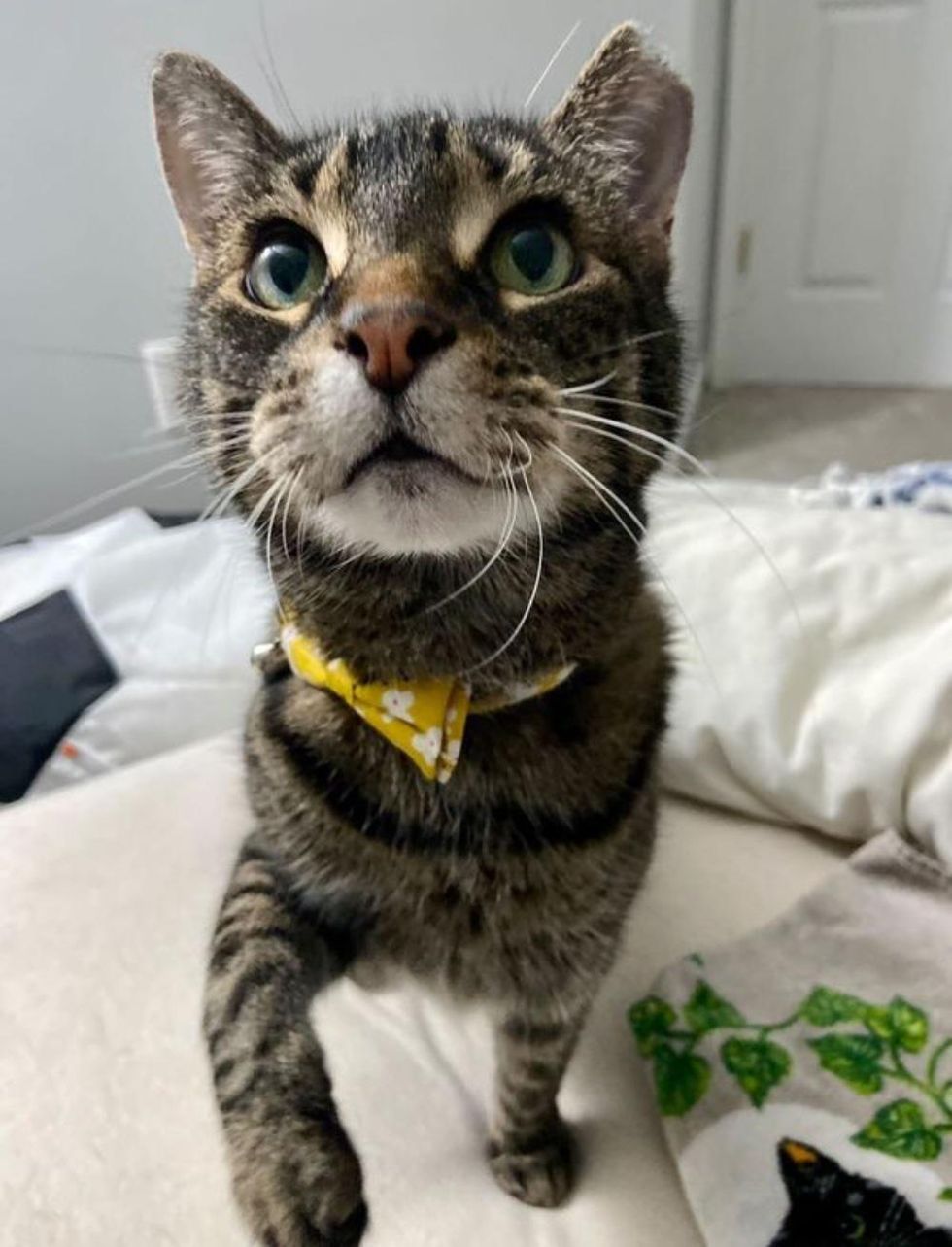 cat with bowtie