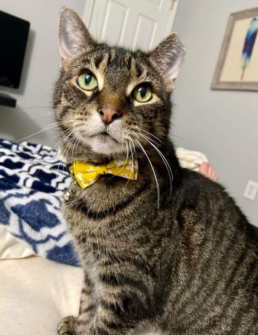 dapper tabby cat