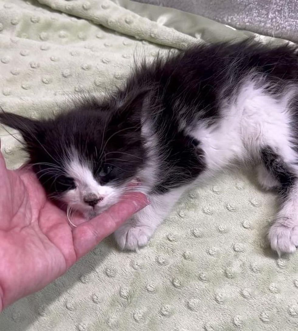 rescued kitten